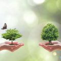 Vanguard vs. iShares UK Dividend Funds: Strategies for Sustainable Income