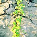 The Role of the Task Force on Climate-related Financial Disclosures (TCFD) in UK Regulation