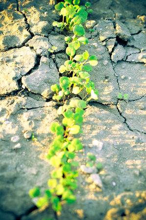 The Role of the Task Force on Climate-related Financial Disclosures (TCFD) in UK Regulation